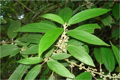 Debregeasia longifolia